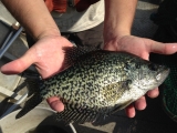 Crappie Fishing Lures – What To Use