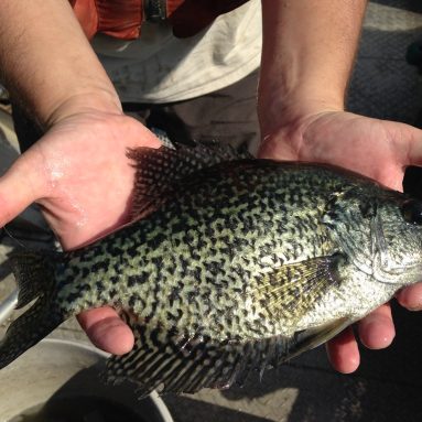 Crappie Fishing Lures – What To Use