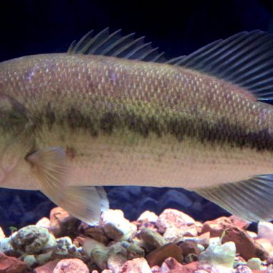 Bass Fishing Facts And More