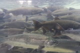 The Sport Fisherman’s Dream: Alaska Salmon Fishing