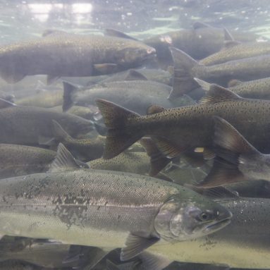 The Sport Fisherman’s Dream: Alaska Salmon Fishing